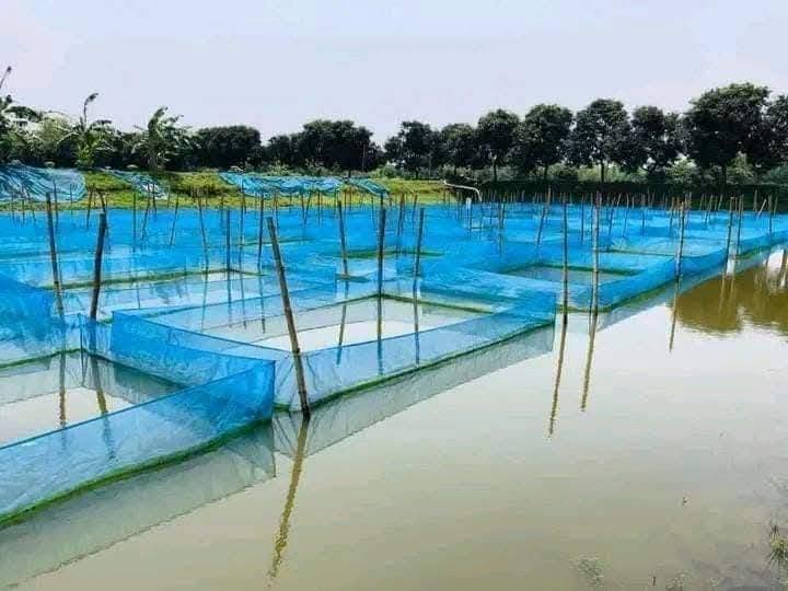 রেণু মাছের হাপা স্মল সাইজ